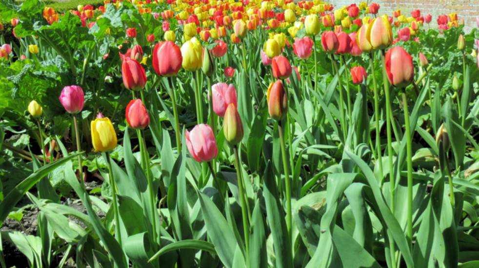 Tulips in bloom